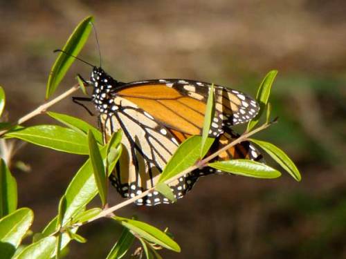 Daily Inspiration - Daily Quote 